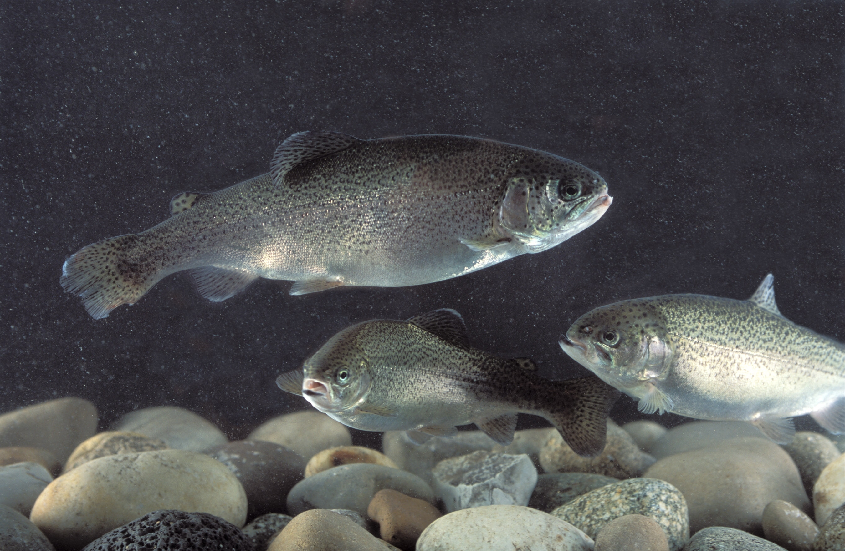 Three silver-gray fish swimming over rocks.