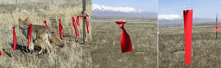 NWRC researchers tested the effectiveness of the topknot (left) and shower-curtain (right) fladry designs for use with coyotes.