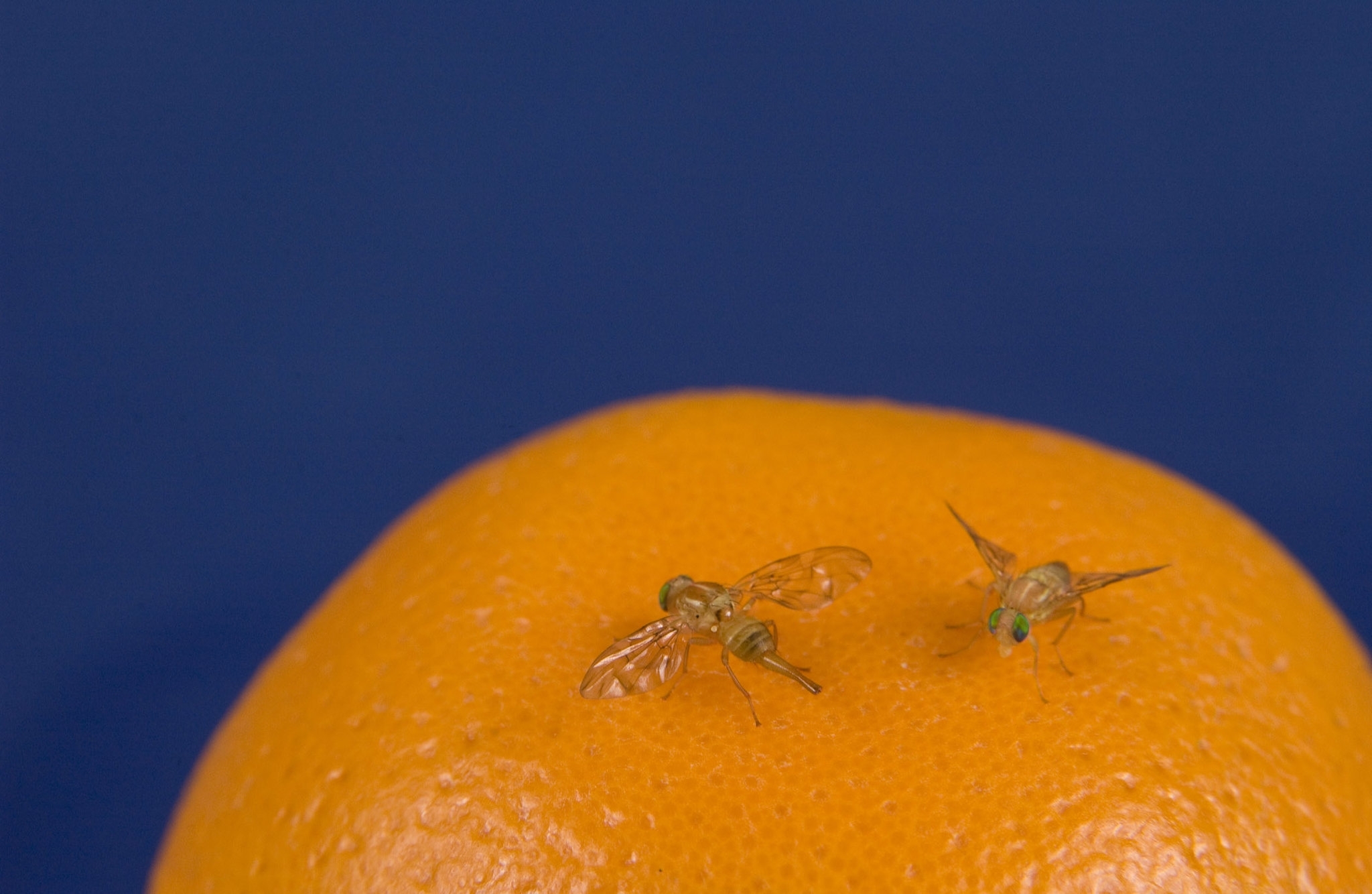 Two fruit flies with transparent wings on the surface of an orange.