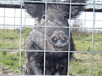 Feral Swine in a Cage