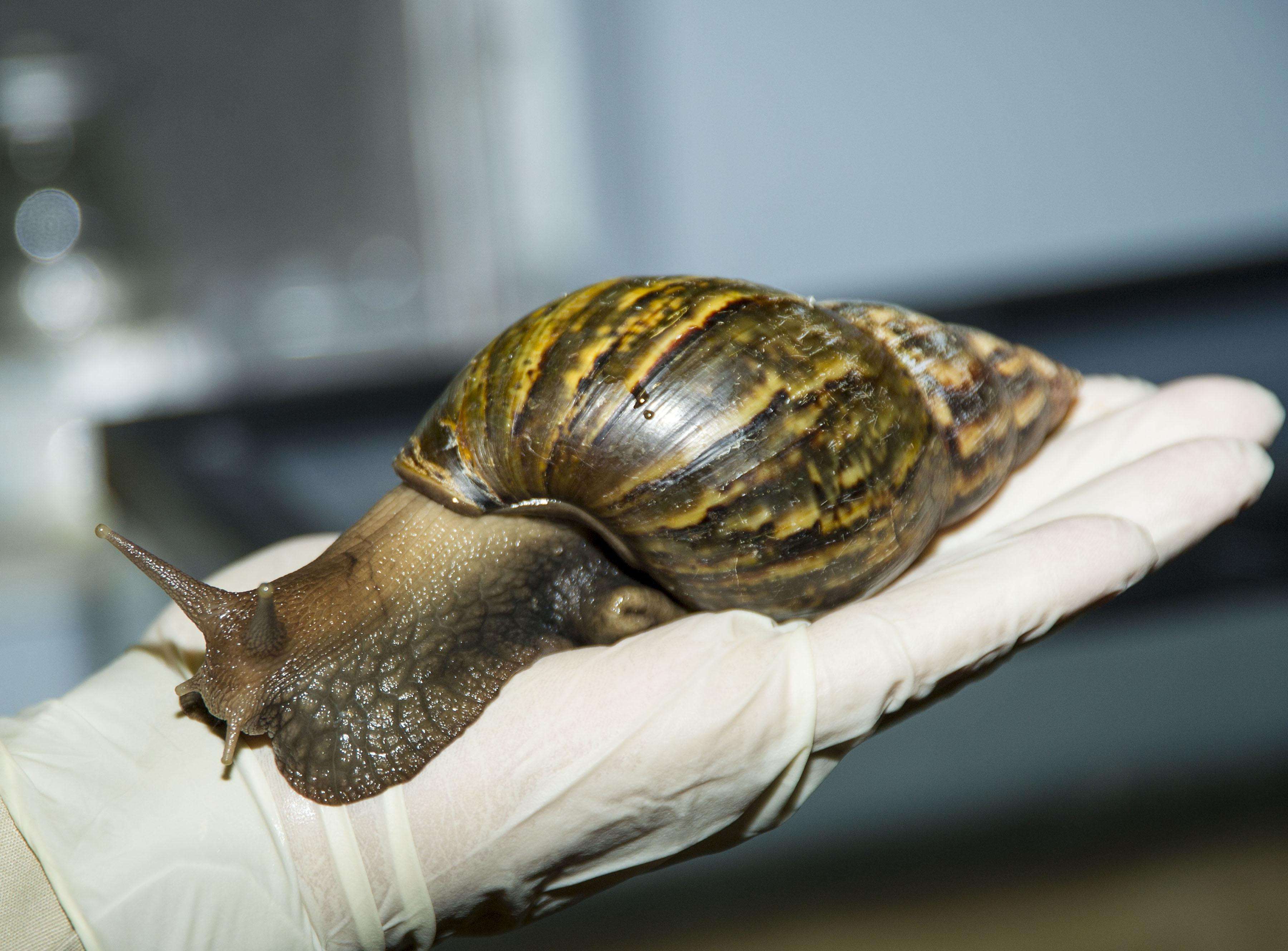 Large brown snail, approximately 8 inches in length, that has a dark brown shell with lighter brown vertical stripes sitting on a gloved hand. 
