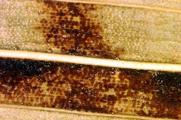 Clusters of brown spots covering areas of gladioli leaves.