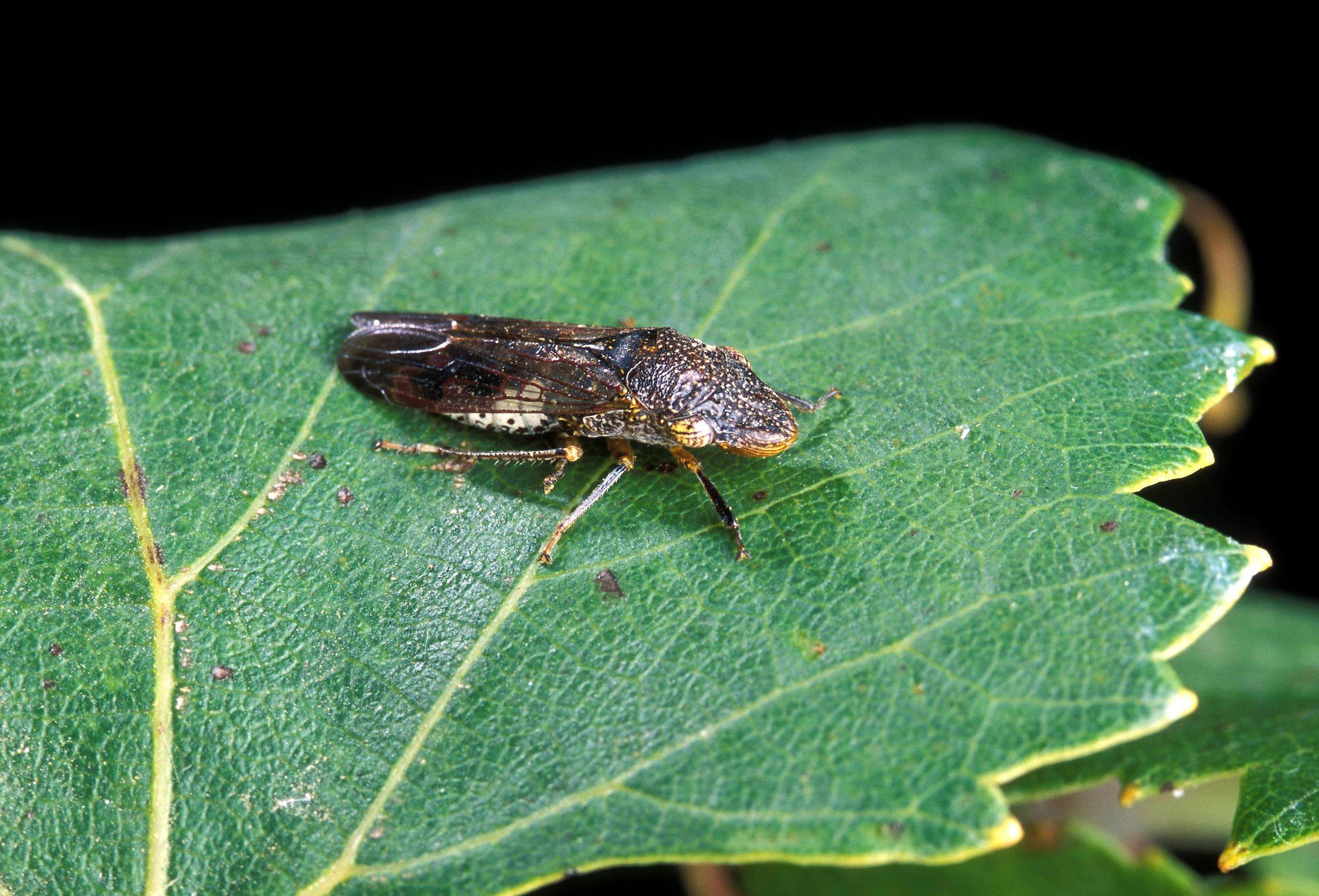 Dark brown winged insect approximately 1⁄2 inch long with whitish to yellow spots on its head. 
