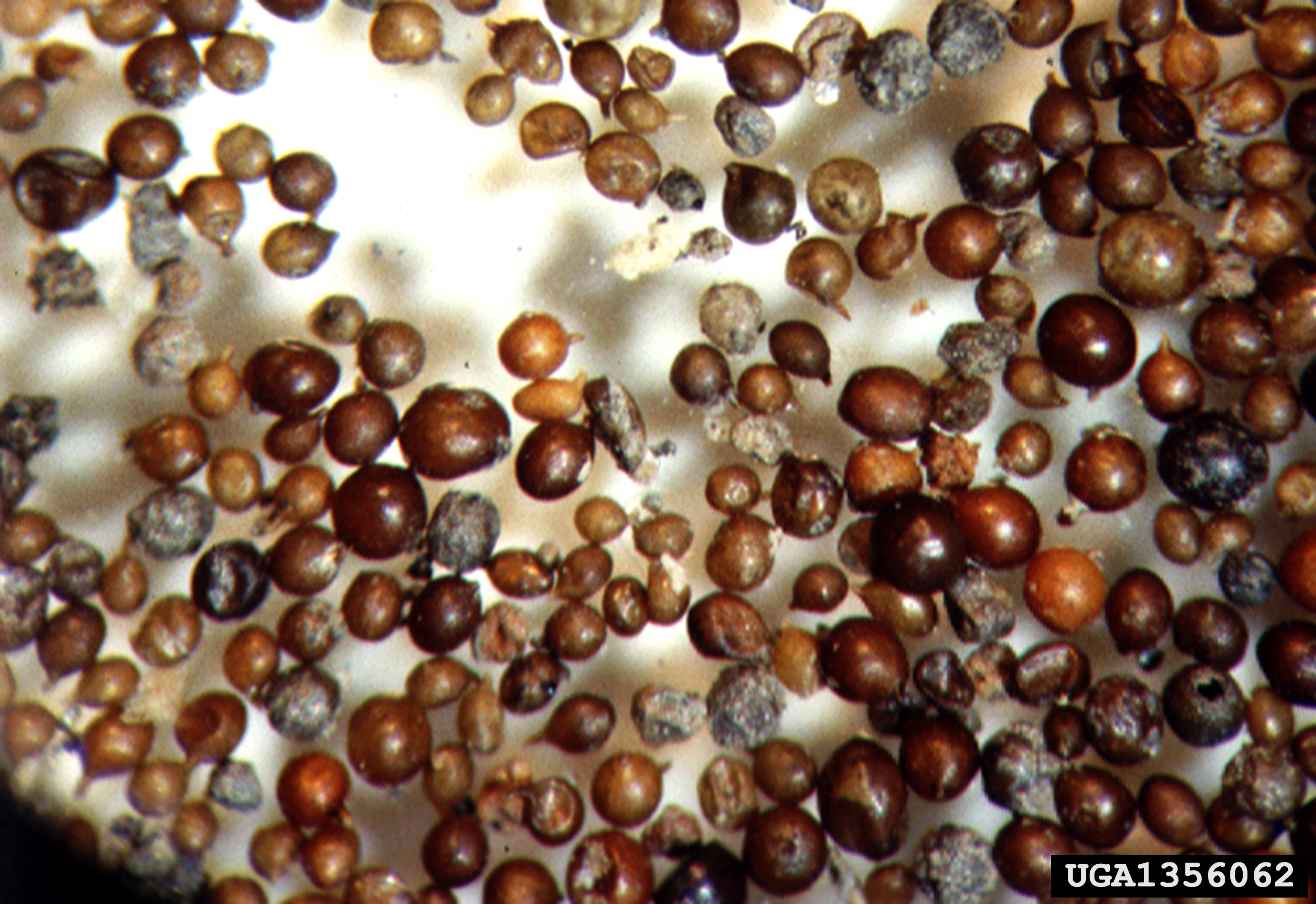 Group of golden nematode cysts in a range of colors from yellow to gold to brown.