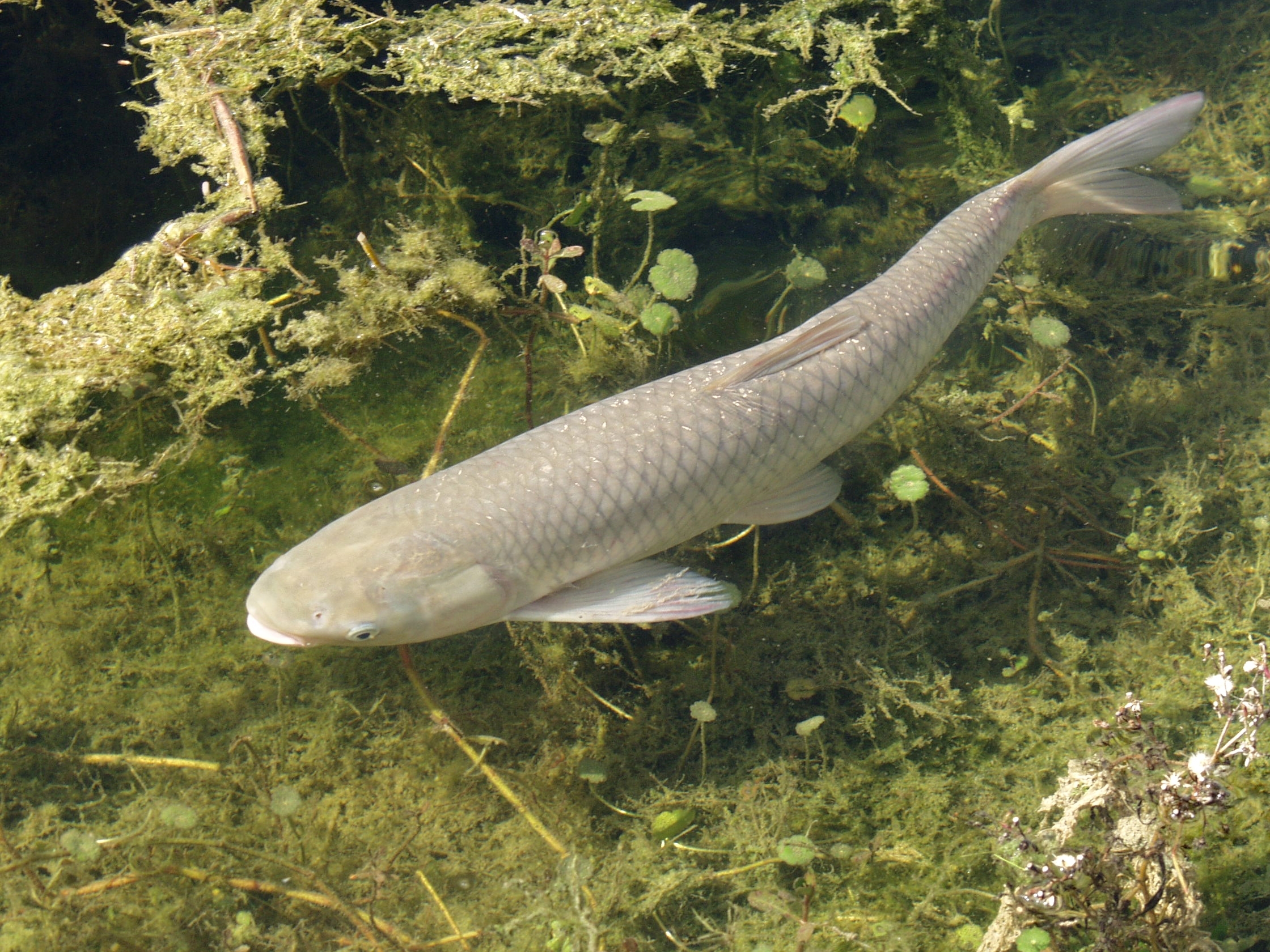 Gray carp fish swimming in water with green plants all around
