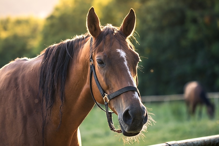 Close-up of a brown horse in a green pasture.