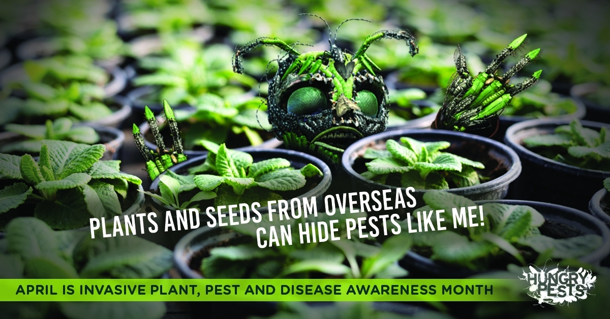 hungry-pest-imported-plants-image