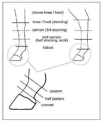 Leg markings are described by naming the most proximal extent of the white area on each limb.   