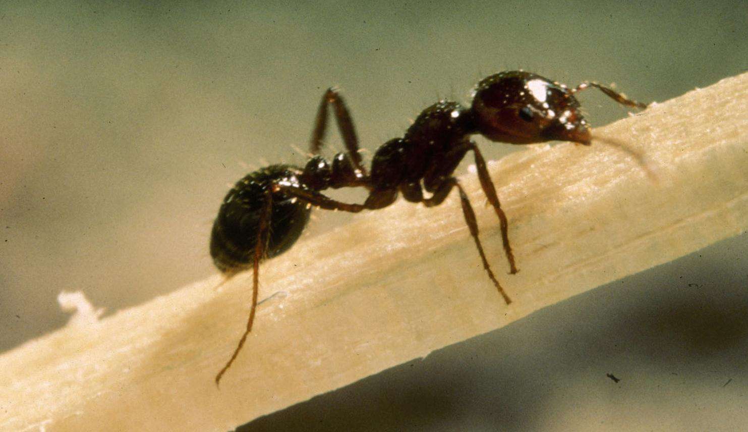 Red imported fire ant crawling on young tree branch.