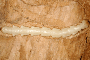 Larva