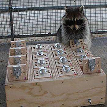 A racoon interacting with a puzzle
