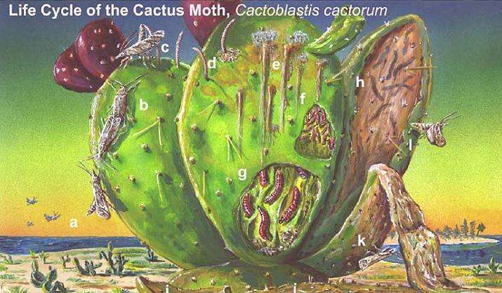 Life cycle of the South American cactus moth.