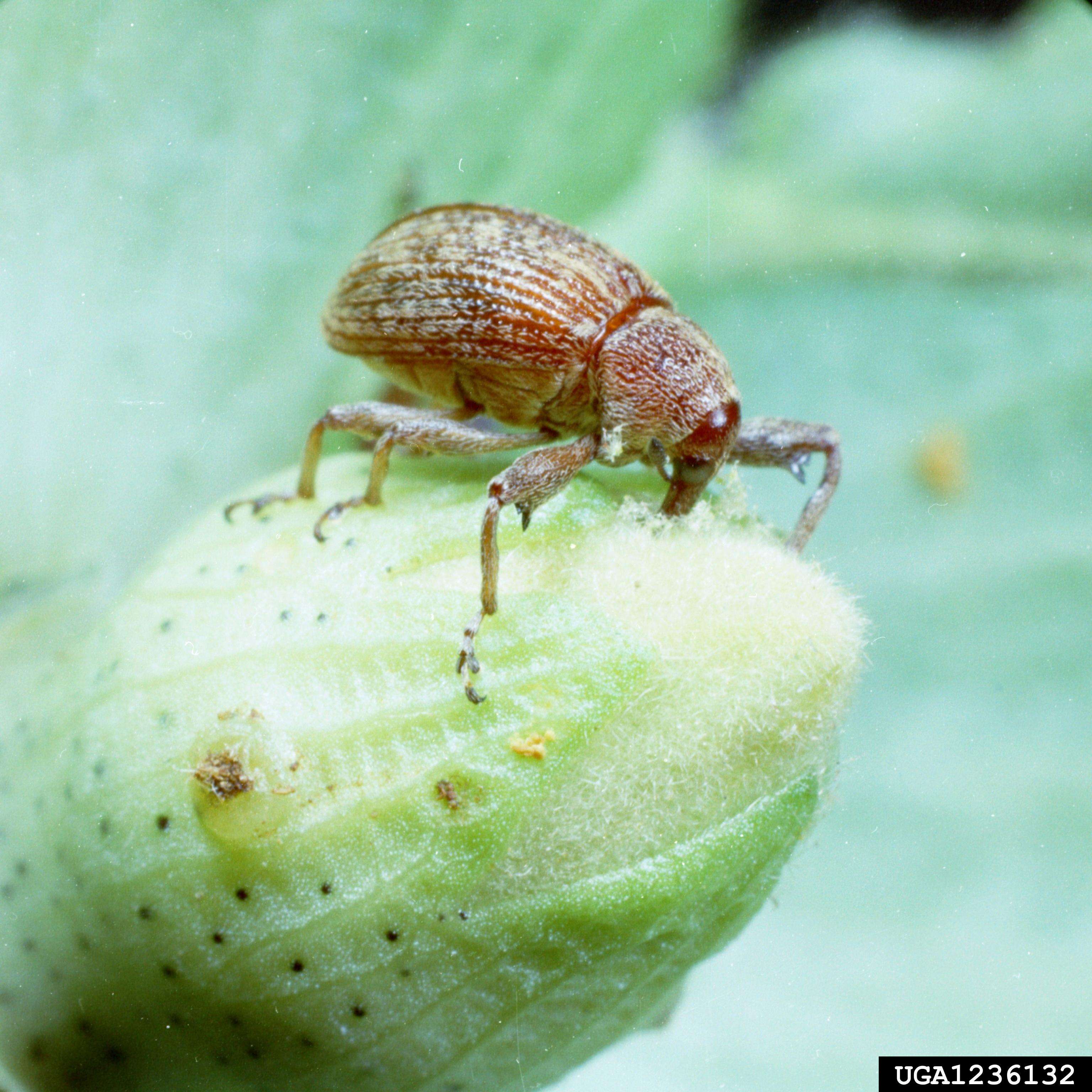 Top view of a brownish-red boll weevil adult on an immature cotton boll.