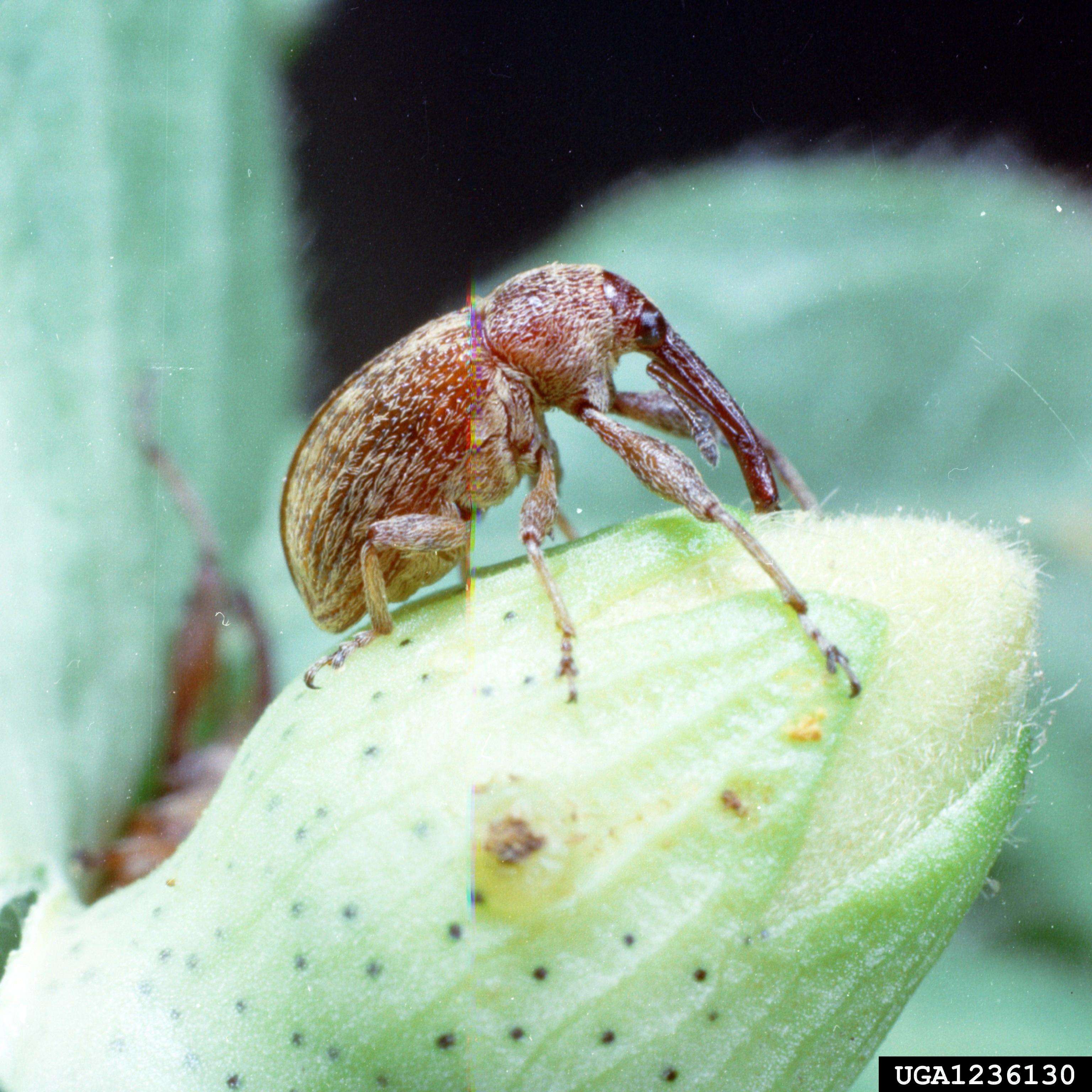 Side view of a brownish-red boll weevil adult on an immature cotton boll.