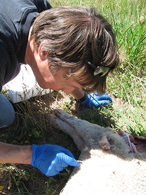 A researcher inspecting an animal's DNA