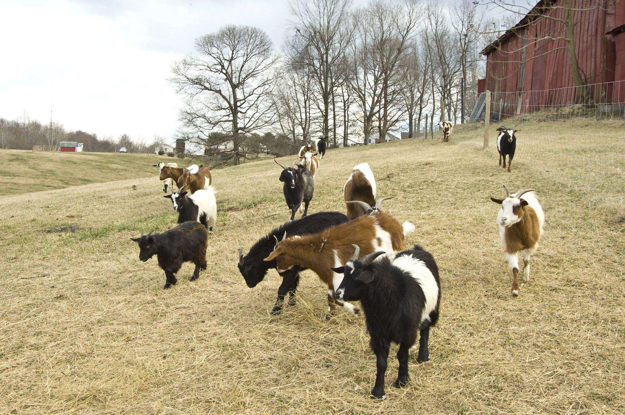 Group of mixed color goats in a pasture with a red barn in the background.
