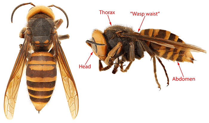 close up image (vertical and horizontal) of northern giant hornet 