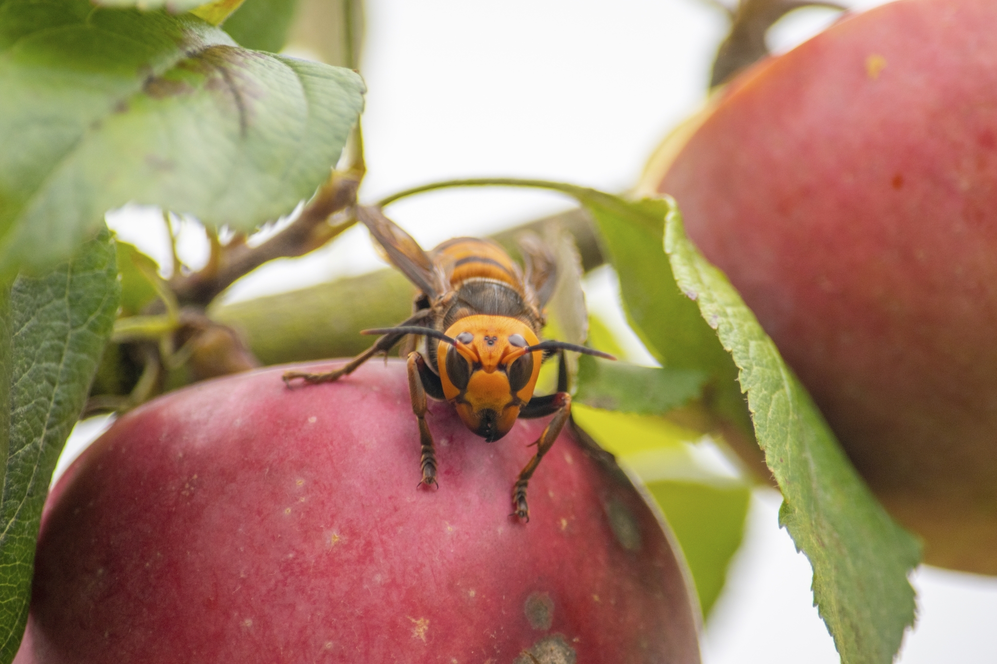 Large hornet with solid yellow-ish orange head with black eyes. Its abdomen has alternating bands that appear dark brown or black and yellow or orange.