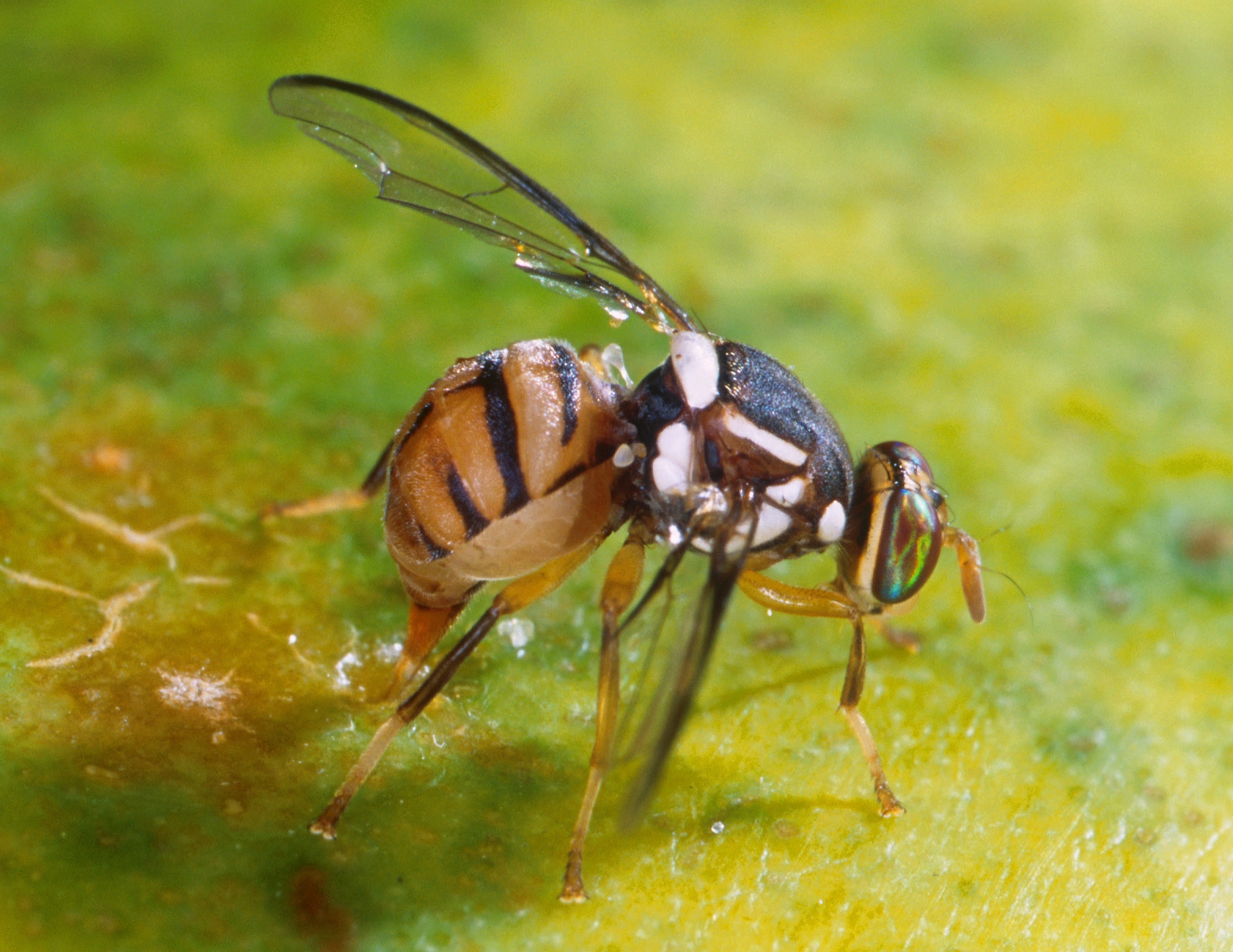 Fruit fly with white spots on a dark-brown thorax and a tan abdomen with dark-brown to black markings.