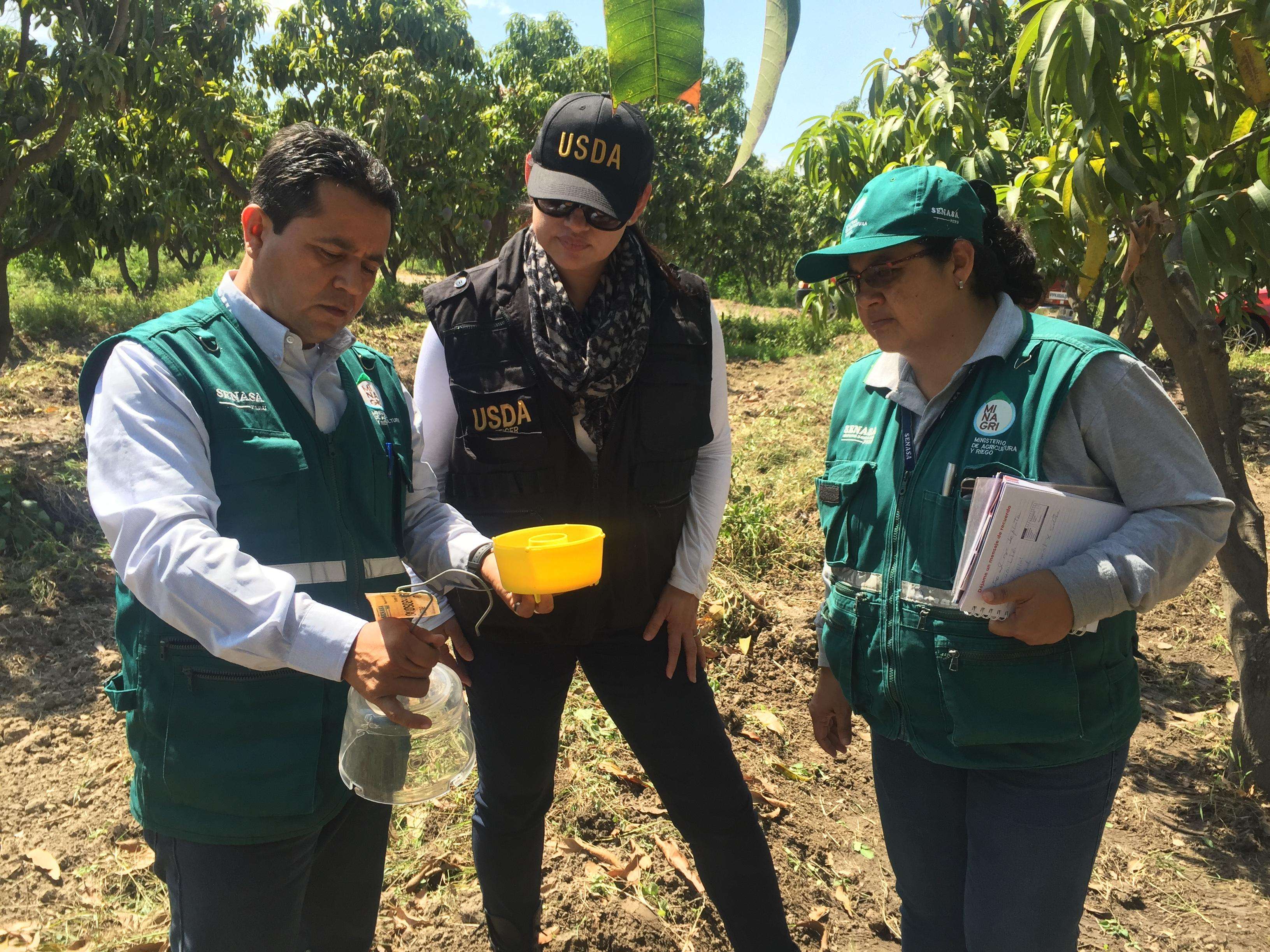 APHIS inspector onsite in a mango orchard in Peru