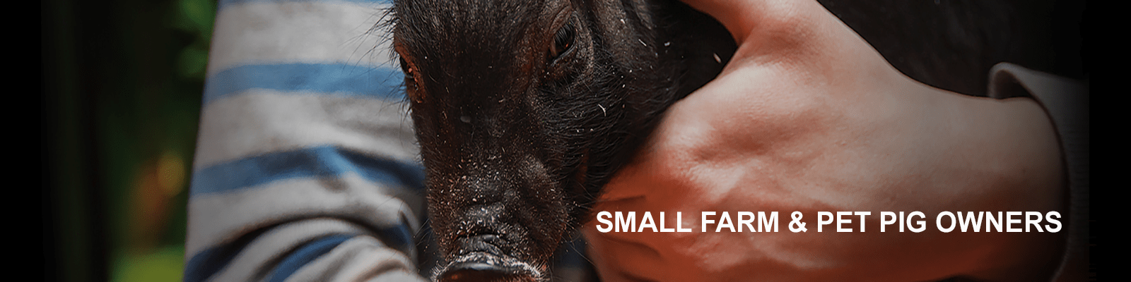 pet-pigs-header