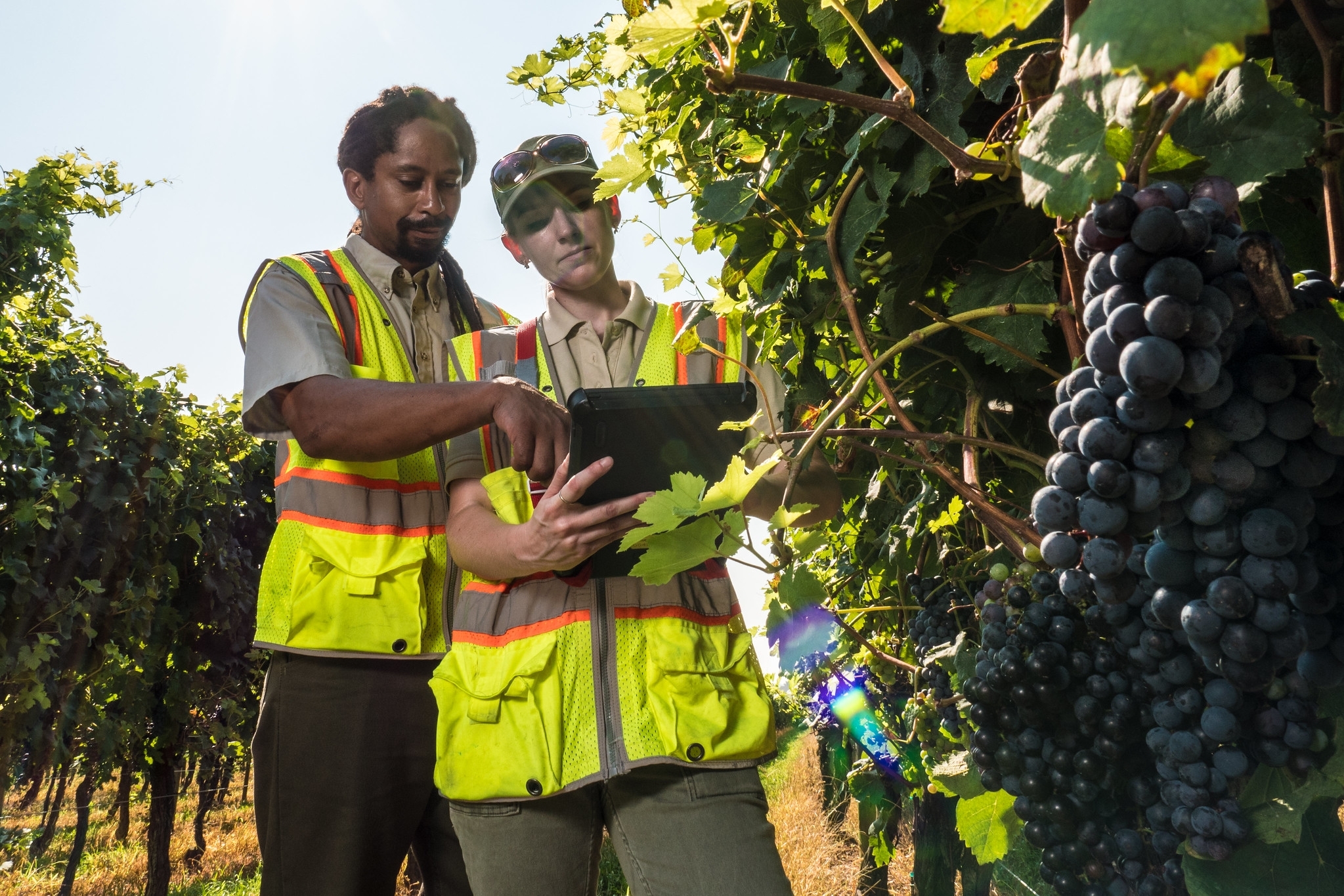 One man and one woman wearing yellow USDA Plant Pest Survey vests looking for pests on grapevines.