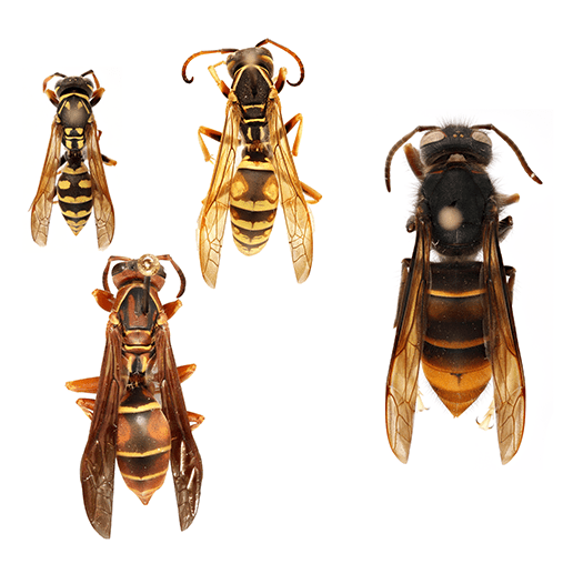 comparison -  left: various species of paper wasps (Polistes spp.); right: yellow-legged hornet (Vespa velutina) 