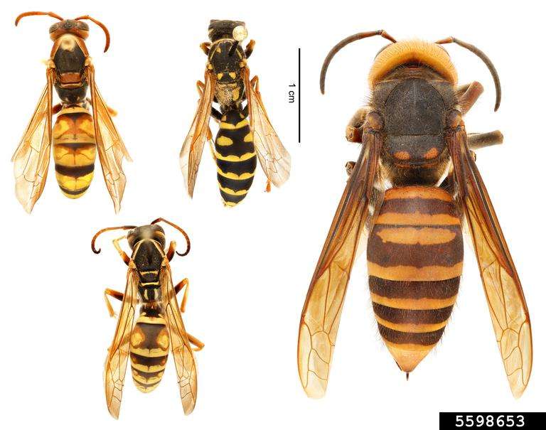 (left) Various species of paper wasp (Polistes spp.) | (right) northern giant hornet (Vespa mandarinia)