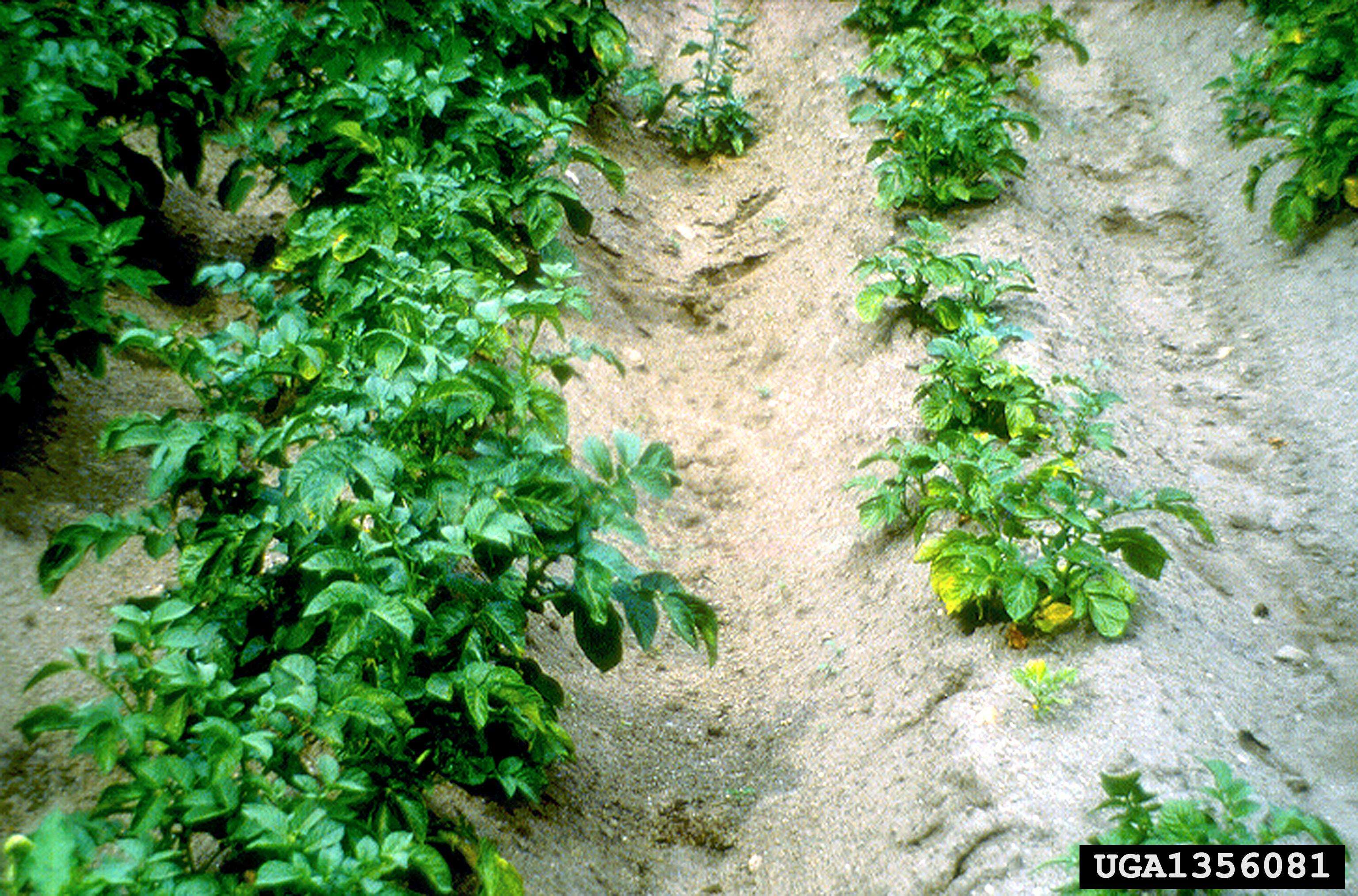 Potato Plants Infected with Globodera rostochiensis