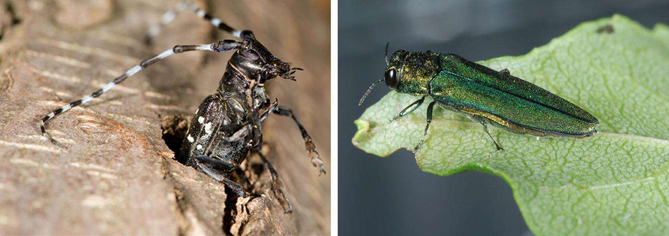 Asian longhorned beetle(left) on tree with his head, abdomen, and legs coming out of hole.  The beetle's body is black with small white spots.   Emerald ash borer (right) on a leaf. The beetle is metallic green. 