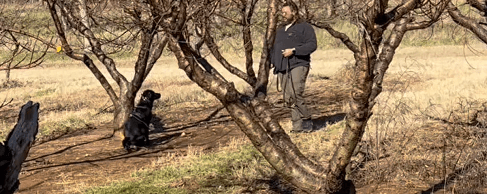 A black Labrador retriever detector dog sitting in a peach orchard intently watching his handler. He is being trained to support California oriental fruit fly eradication effort.