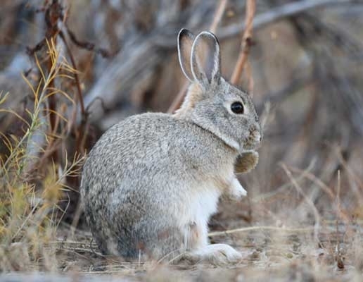 Rabbit in the wild