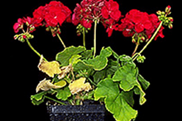 Geranium plant with red flowers and yellowing leaves.
