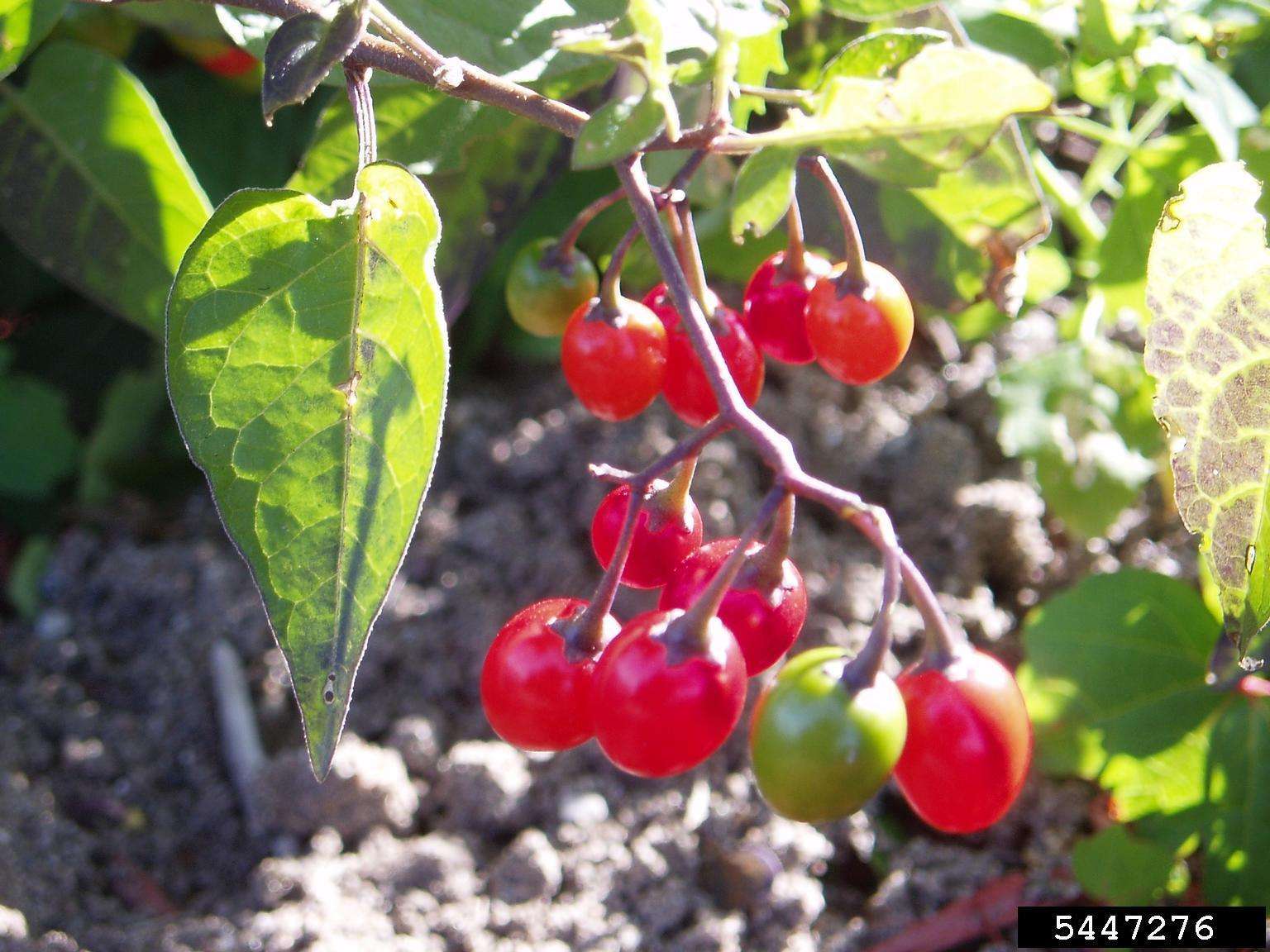 Bright red berry-shaped fruit on a bittersweet plant.