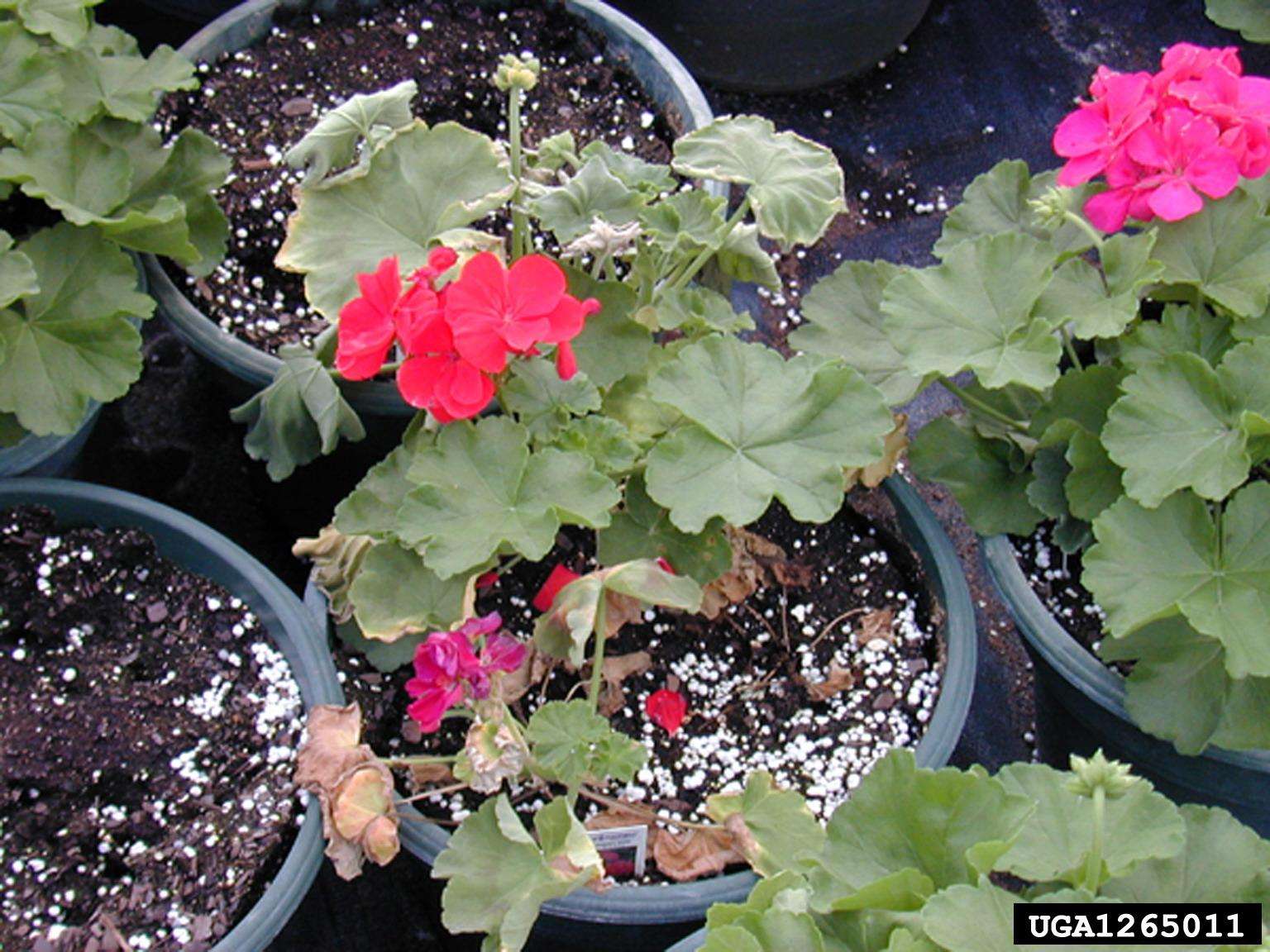 Close up of geraniums showing symptoms of wilt.