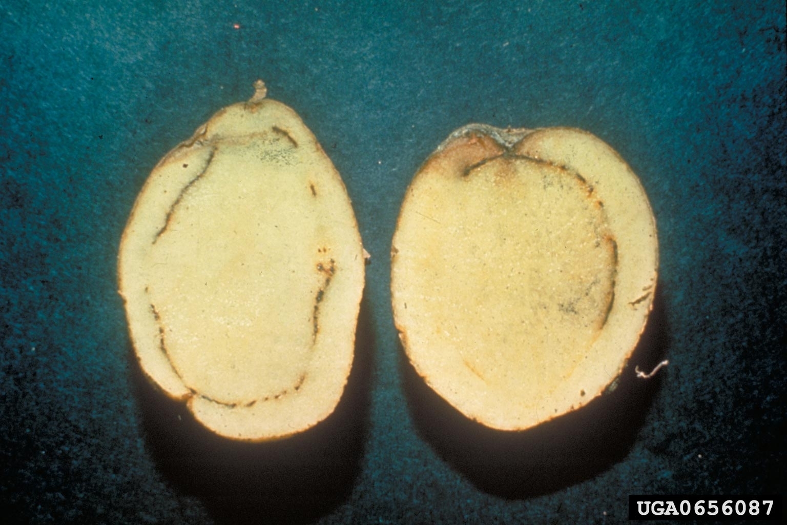 Potato tuber cut open to show a brown ring in the tuber flesh.