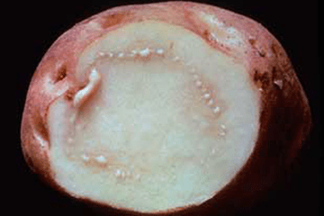 Cross-section of a potato tuber showing raised bumps in the potato flesh.