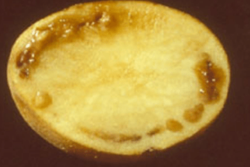 Cross-section of a potato tuber showing raised brown bumps