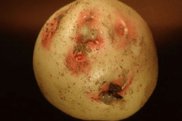 Potato with lesions on its skin.