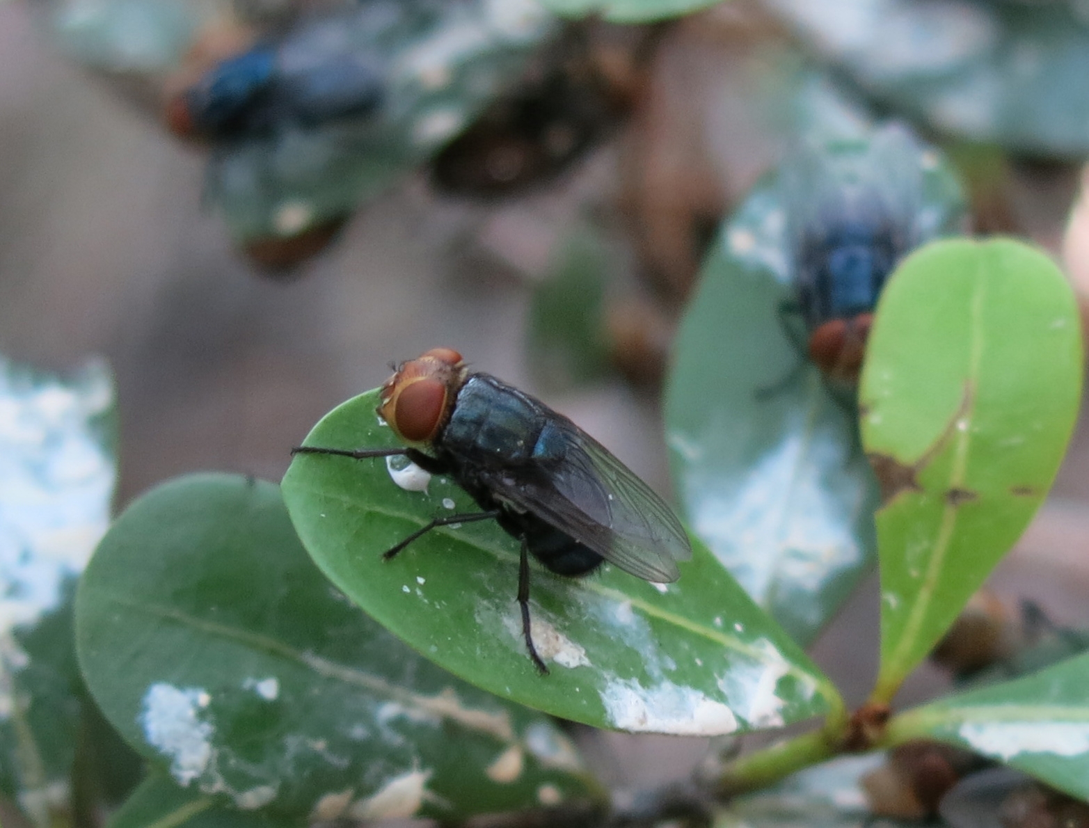 Screwworm fly with orange eyes and a dark metallic-blue colored body sitting on a green leaf. 