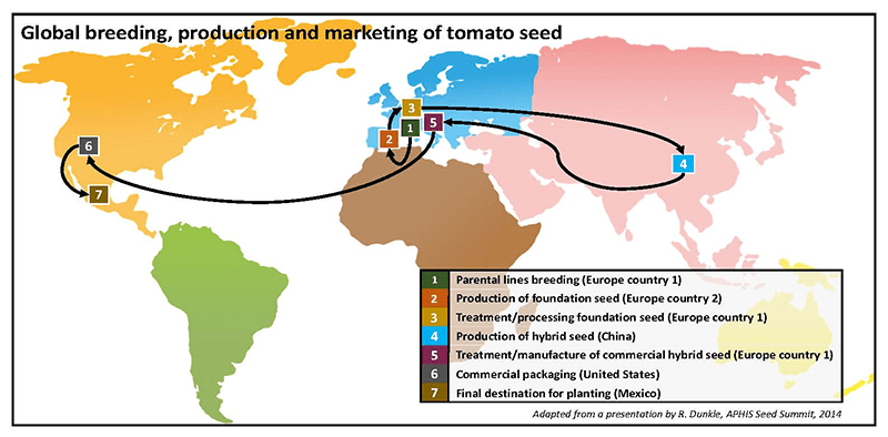 Map showing how seeds travel through many countries for breeding, production, and marketing.