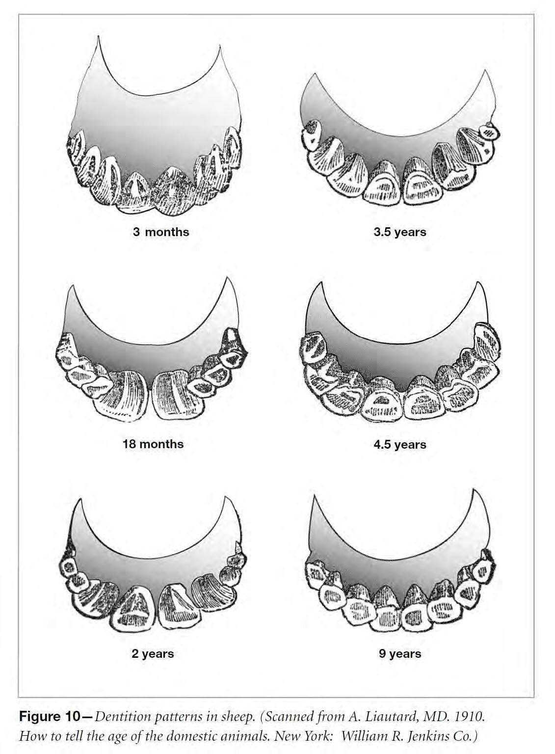 teeth of sheet early-maturing breeds