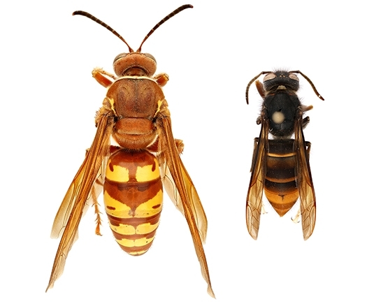 western cicada killer (Sphecius grandis) comparison - left: western cicada killer (Sphecius grandis); right: yellow-legged hornet (Vespa velutina)