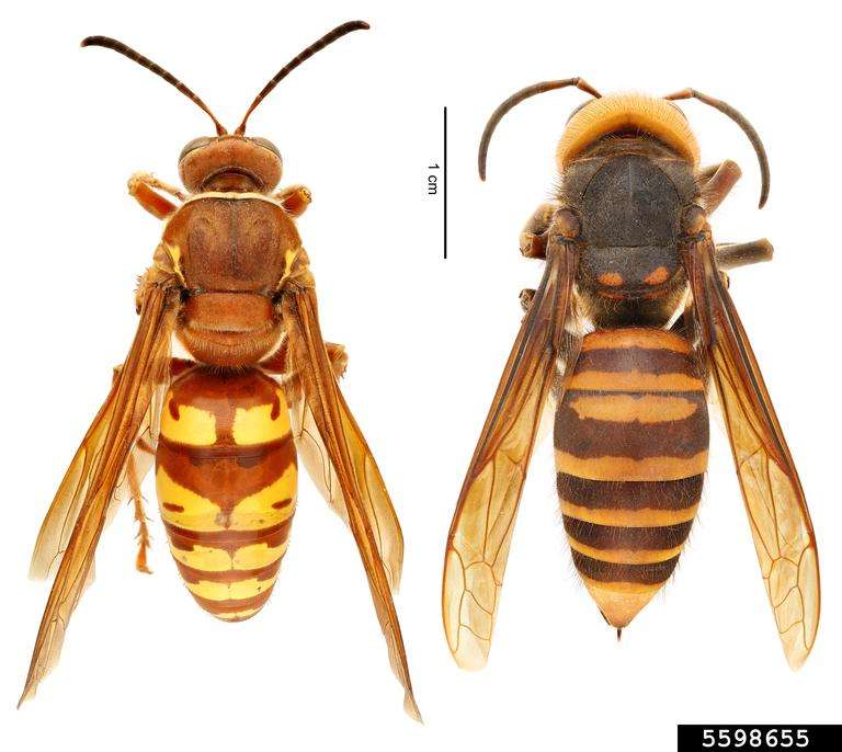 (left) Western cicada killer (Sphecius grandis) | (right) northern giant hornet (Vespa mandarinia)