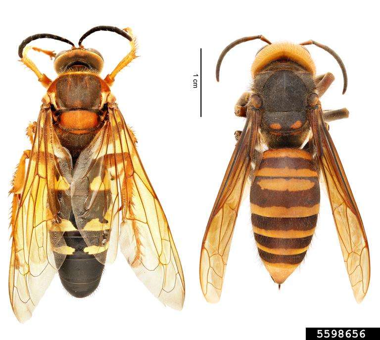 (left) Eastern cicada killer (Sphecius speciosus) | (right) northern giant hornet (Vespa mandarinia)
