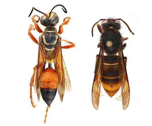 comparison photos -  (left) great golden digger wasp (Sphex ichneumoneus) | (right) yellow-legged hornet (Vespa velutina)