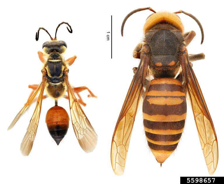 (left) Great golden digger wasp (Sphex ichneumoneus) | (right) northern giant hornet (Vespa mandarinia)