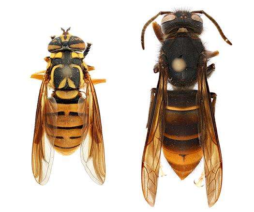 comparison - left: hoverfly (Spilomyia spp.);  right: yellow-legged hornet (Vespa velutina)