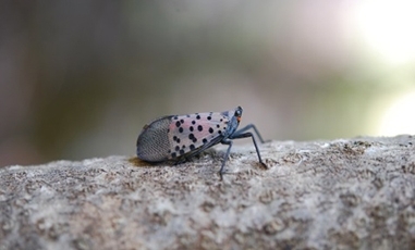 Spotted Lanternfly