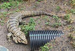 An invasive reptile crawling into a drain pipe